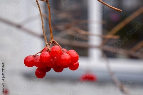 Obraz viburnum on a branch