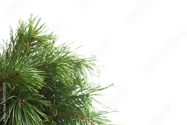 Fototapeta Pine tree on white