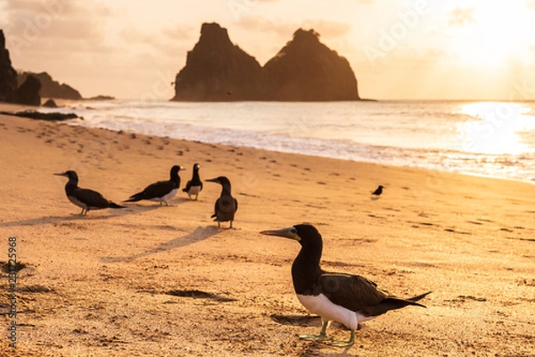 Obraz pássaros em noronha