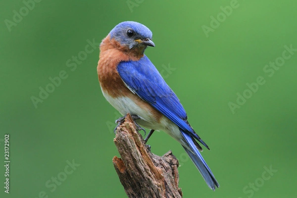 Fototapeta Bluebird Na Pniu