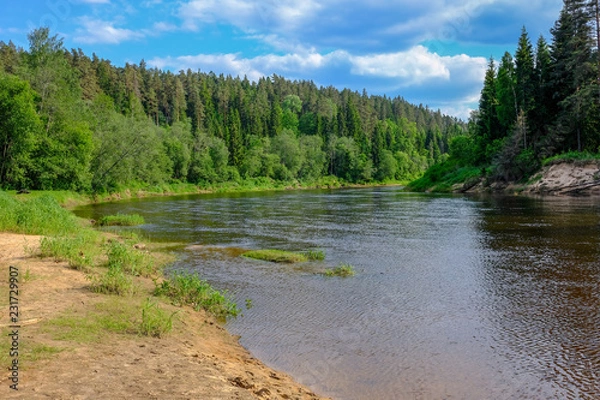 Fototapeta calm river with reflections of trees in water in bright green foliage in summer