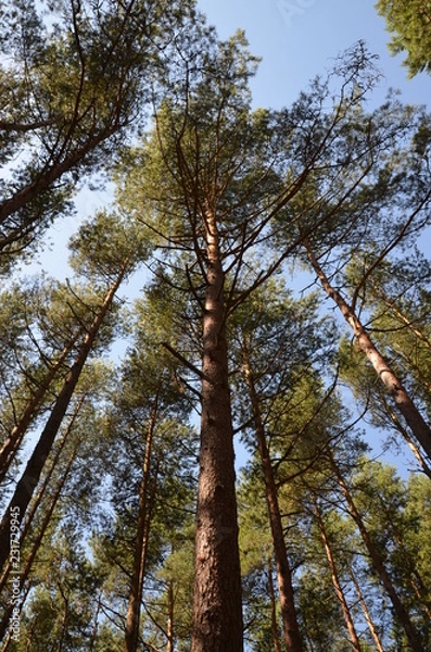 Obraz танцующий лес