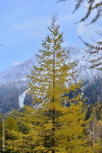 Obraz Schweitzer Alpen