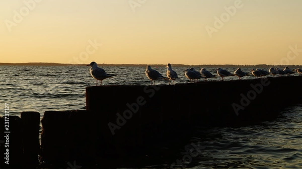 Obraz Möwen am Strand