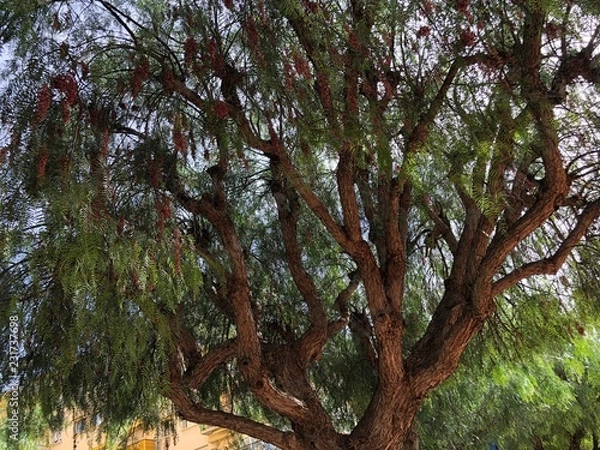 Obraz Baum an der Côte d’Azur