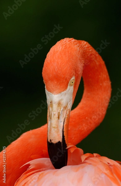 Obraz FLAMINGO