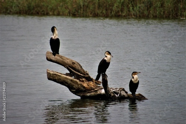 Obraz 3 Birds Posing