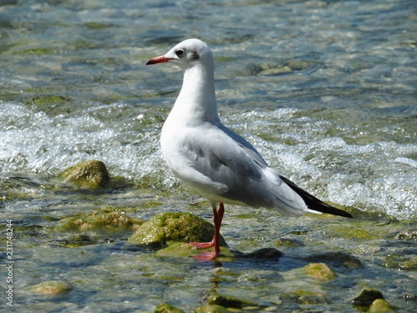 Obraz Sea gull