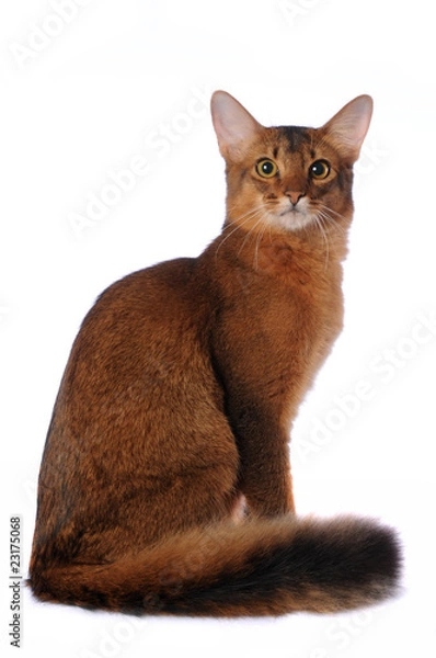Obraz Somali cat sits isolated on white