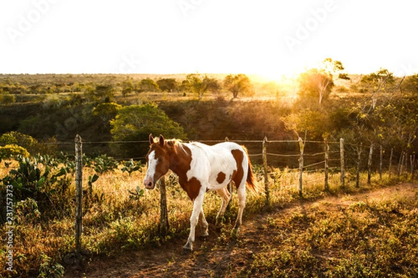 Obraz horse on grass