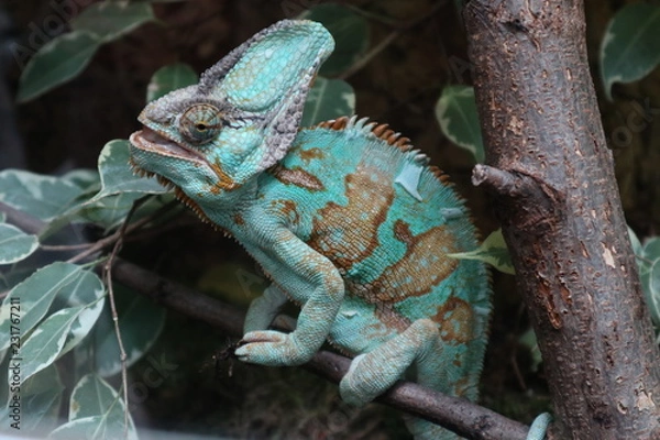 Fototapeta Chamälion auf einem Baum