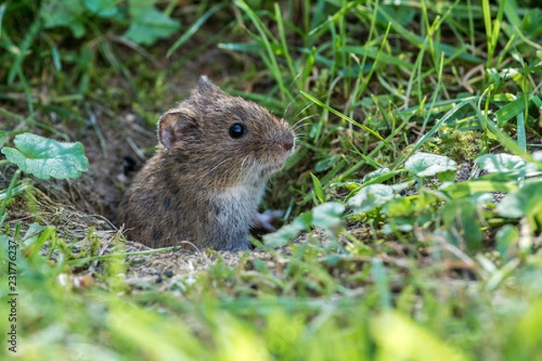 Obraz Common Vole