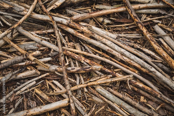 Fototapeta Holzäste