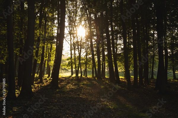 Fototapeta Des Waldes Schatten