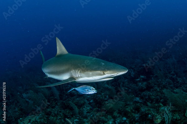 Obraz Providence Island