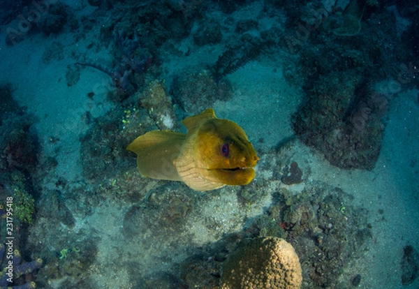 Obraz Providence Island