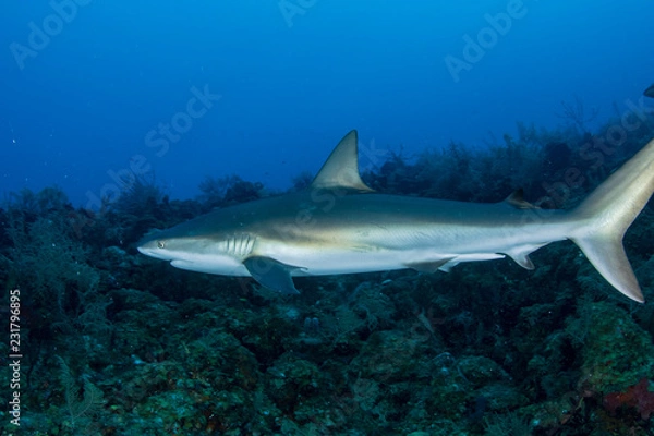 Obraz Providence Island