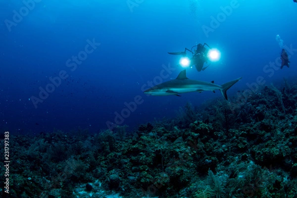 Obraz Providence Island