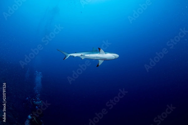 Obraz Providence Island