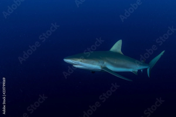 Fototapeta Providence Isalnd