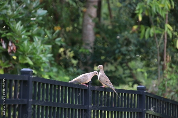 Obraz Mourning doves perched on black metal fence on garden path. 