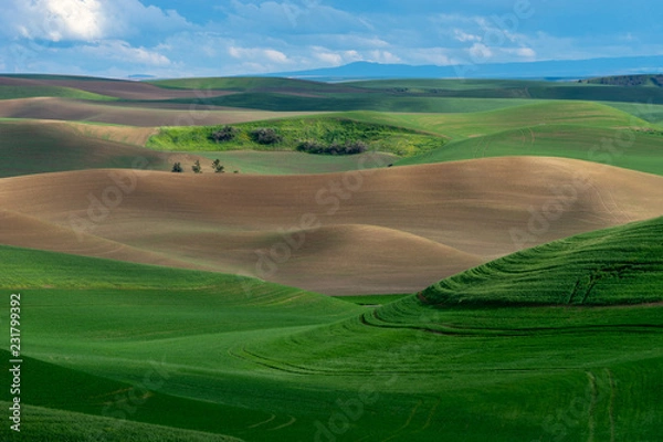 Obraz Wheat fields of Palouse