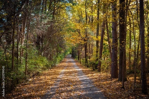 Obraz Autumn Greenway