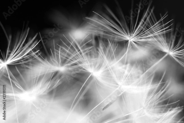 Fototapeta Makro piękno mniszka lekarskiego