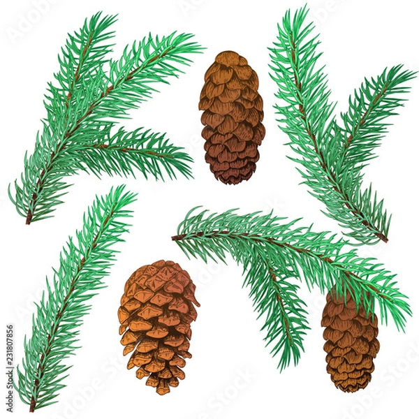 Fototapeta Set christmas tree and cone. Black line ink on a white background. Vector illustrations
