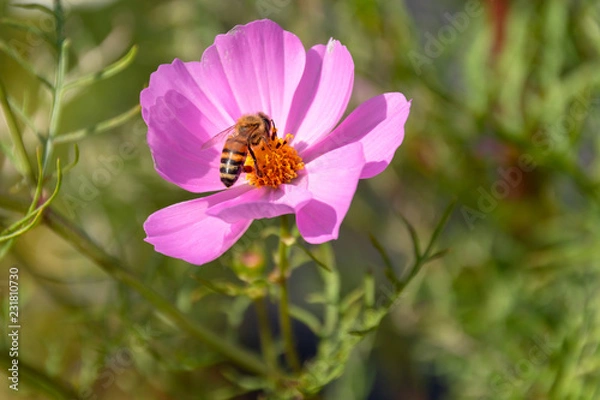 Fototapeta コスモスと蜜蜂