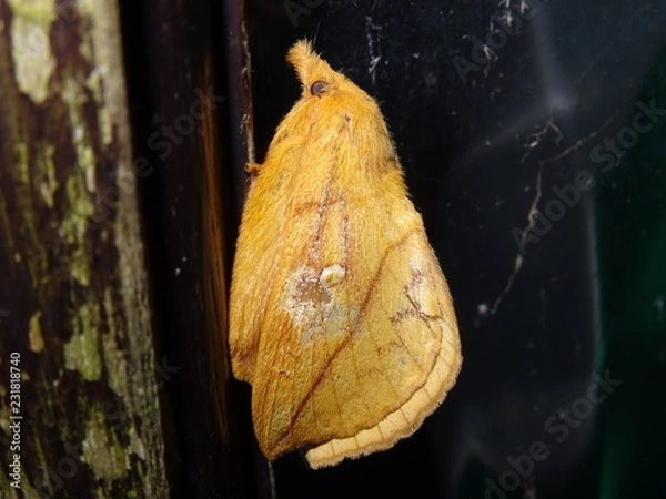 Obraz Drinker Moth, Euthrix potatoria, female
