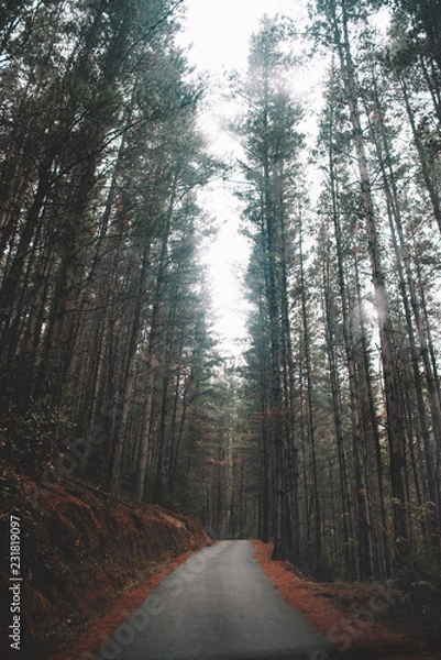 Fototapeta Road into the forest