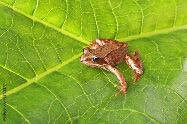 Fototapeta Curious frog on a big green leaf