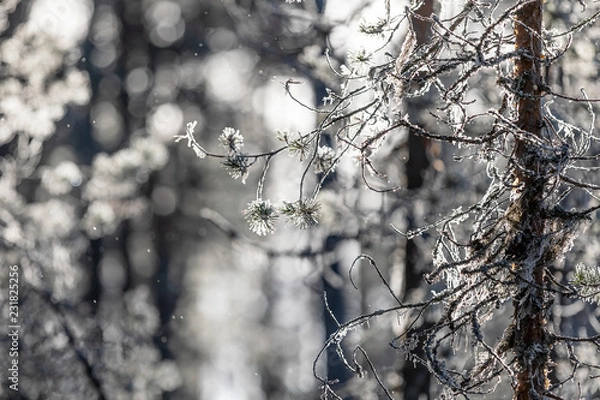 Obraz Sparkling Branch