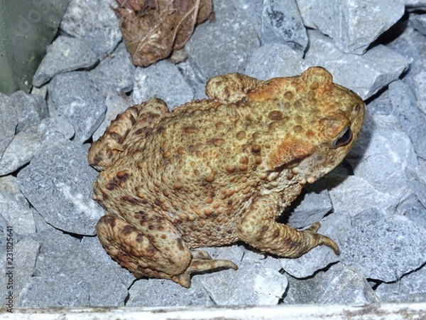 Obraz Toad