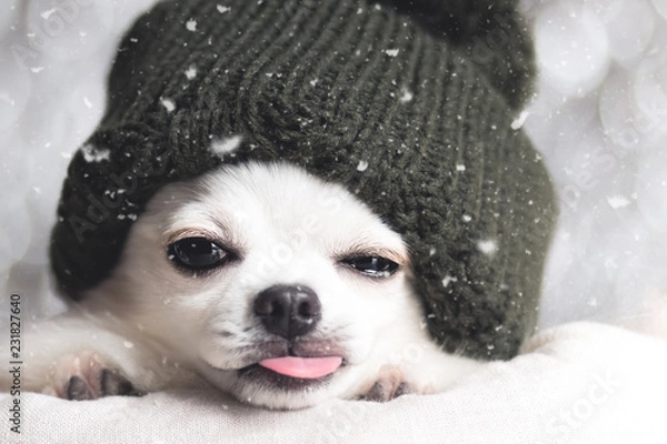 Obraz 舌を出すチワワと雪