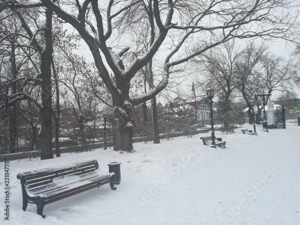 Fototapeta winter park