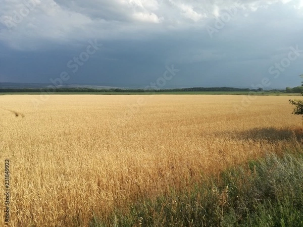 Fototapeta Wheat field