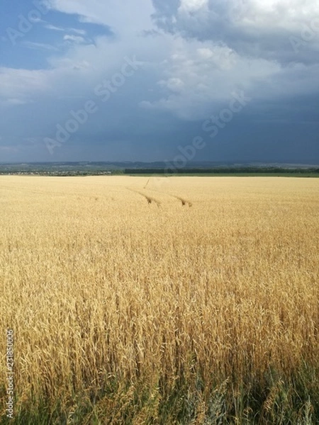 Fototapeta Wheat field