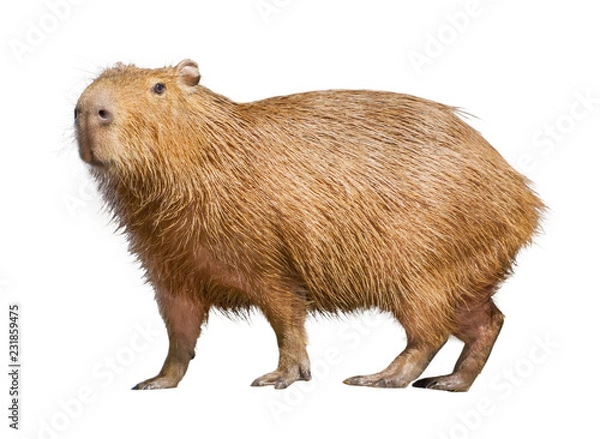 Fototapeta Capybara isolated on white background