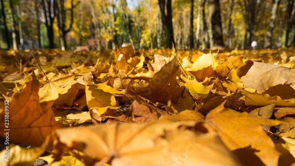 Obraz Close up view on the ground covered with fallen golden maple leaves