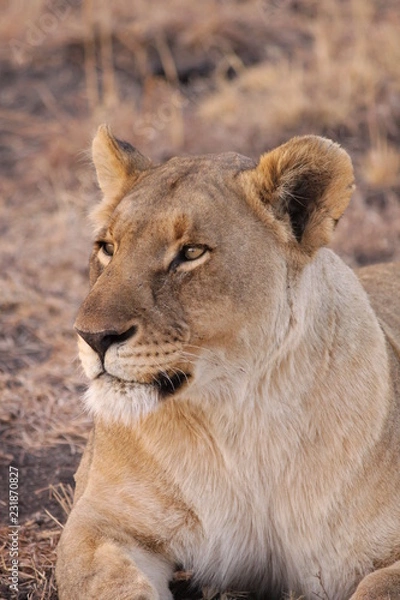 Obraz lioness