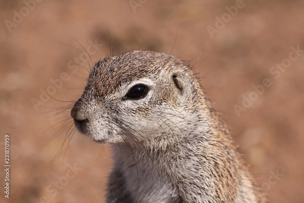 Obraz ground squirrel