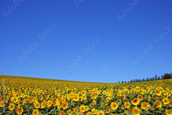 Obraz 北海道・初秋d-59