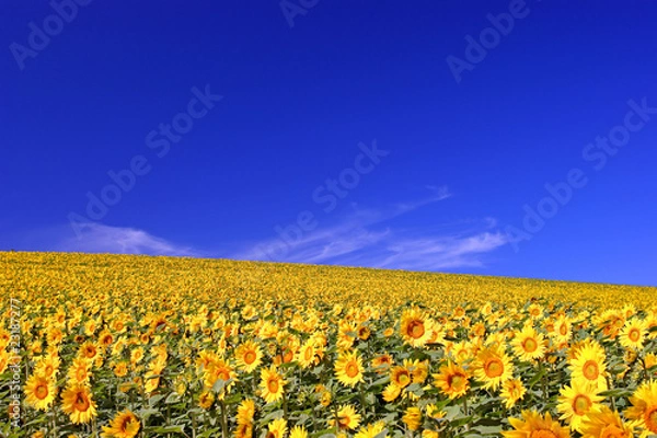 Obraz 北海道・初秋d-64