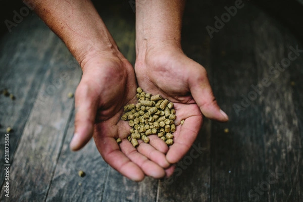 Obraz Male hands with granulated hop on a dark background