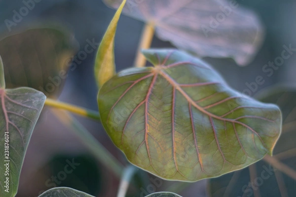 Fototapeta Feuillage 
