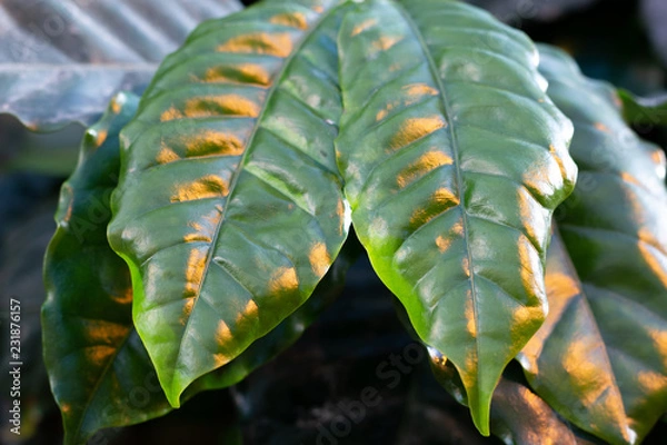 Fototapeta Feuillage 