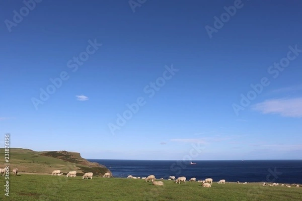 Fototapeta Sheep in field with coastline in background
