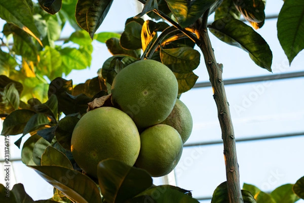 Fototapeta Pamplemousse sur l'arbre